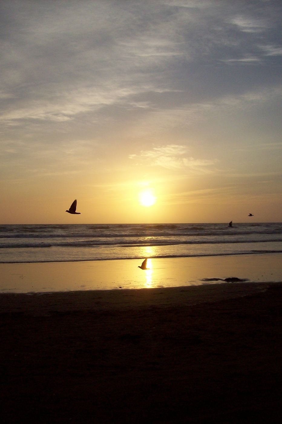 Aves y sol sobre la playa de Mar de Ajó